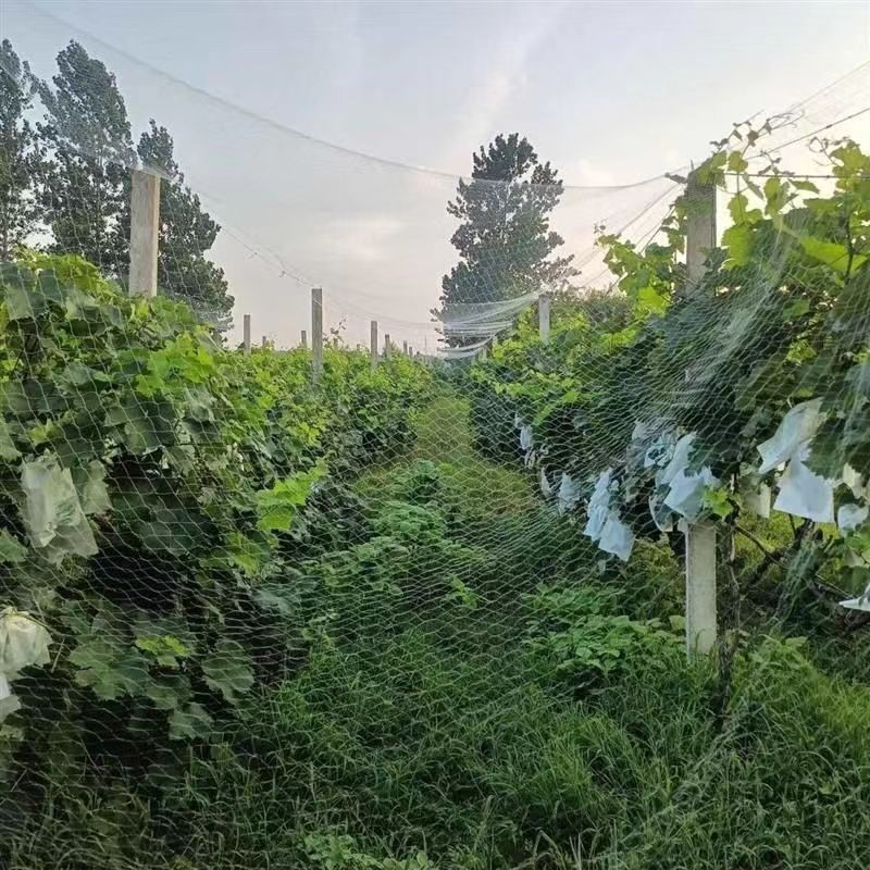 Zaštitna mreža za voćnjak od poliester vlakana, pletena mreža, 0,11 mm žica, zaštita od ptica