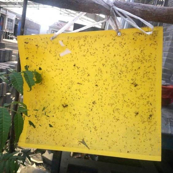 Ljepljiva ploča za insekte, dvostrano žuta i plava, vodootporna, hvata lisne uši, bijele muhe i male leteće insekte