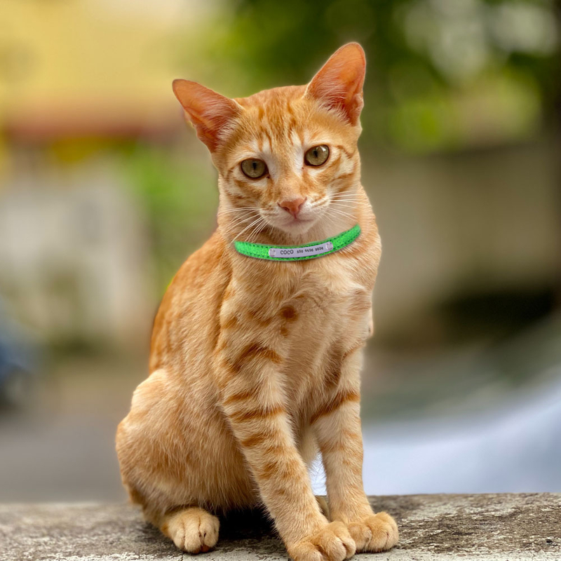 Χαραγμένα κολάρα για κατοικίδια με τις μεγαλύτερες πωλήσεις, κολάρα για γάτες με χάραξη λέιζερ και πούλιες από ανοξείδωτο ατσάλι, κολάρα για σκύλους γενικής χρήσης, χονδρική.