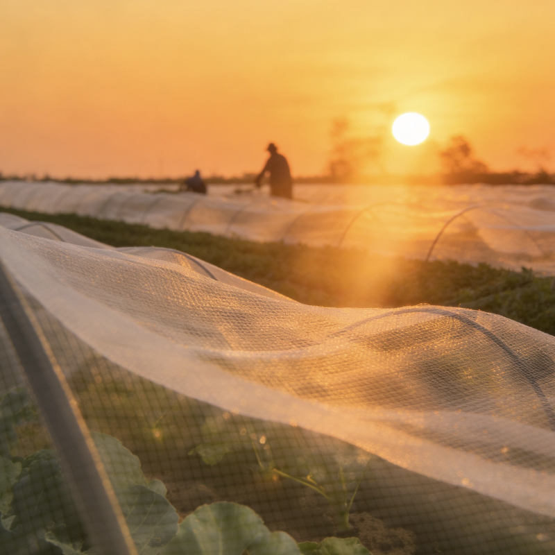 Rovarháló üvegházhoz gyümölcsfákhoz, sűrű légáteresztő háló (Anyag: Polietilén; Szemnyílás: 14–120; Drót átmérő: 10–20 mm; Élettartam: 3–5 év; Termékszám: 01)