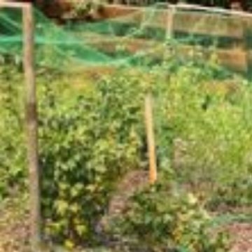 Мрежа против птици за градина и стопанство | Пластмасова мрежа | Защитна мрежа