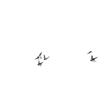 Mreža za staklenik protiv insekata i ptica s gustom mrežom za povrće i voće