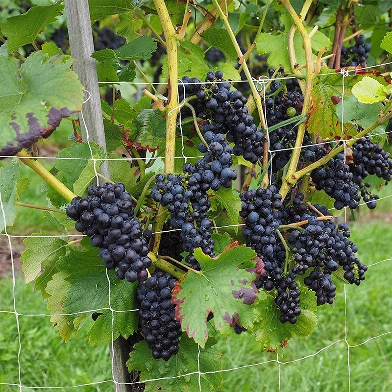 Mreža za penjačke biljke - Poliester potporna mreža za grožđe, dinje, lozu i cvijeće s ravnomjernom osvijetljenošću