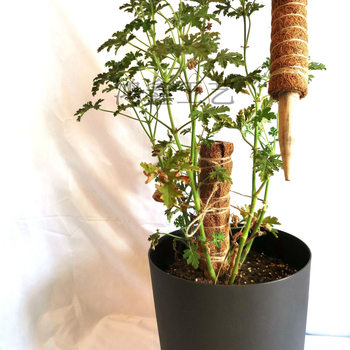 Set de grădinărit pentru casă cu sfoară din fibre de palmier de cocos pentru cățărarea plantelor - Hongxin