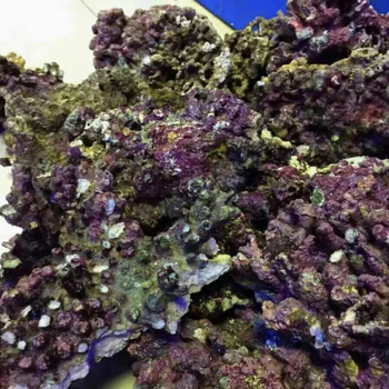 Živi kamen za akvarij — duboko morski ukrasni kamen, filtracijski materijal za ravnotežu kvalitete vode, šifra proizvoda Xy644472629625