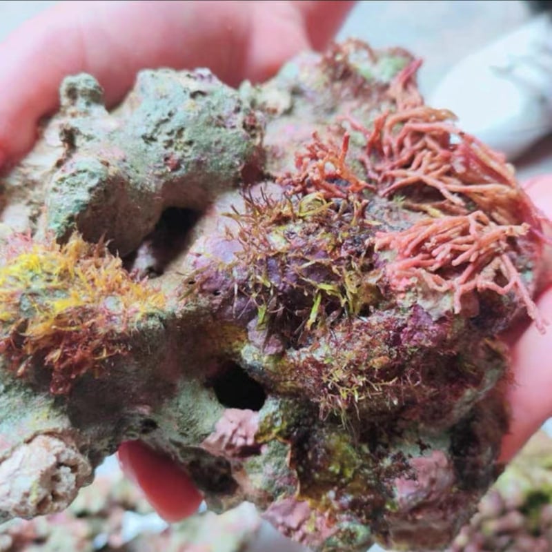 Živi kamen za akvarij — duboko morski ukrasni kamen, filtracijski materijal za ravnotežu kvalitete vode, šifra proizvoda Xy644472629625