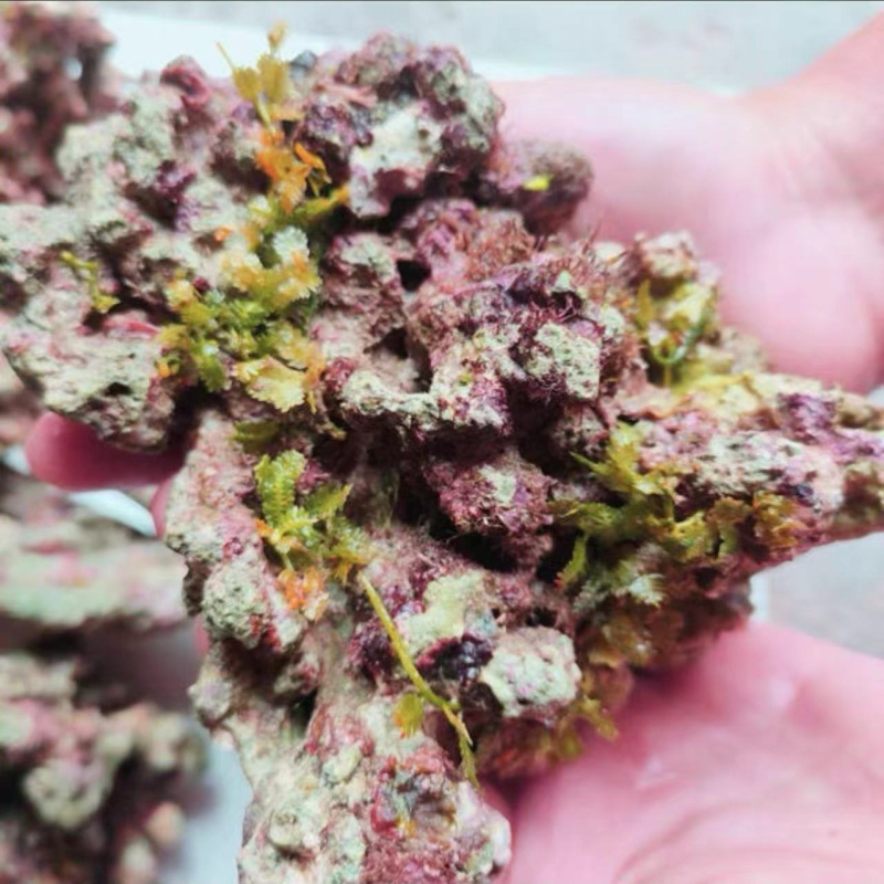 Živi kamen za akvarij — duboko morski ukrasni kamen, filtracijski materijal za ravnotežu kvalitete vode, šifra proizvoda Xy644472629625