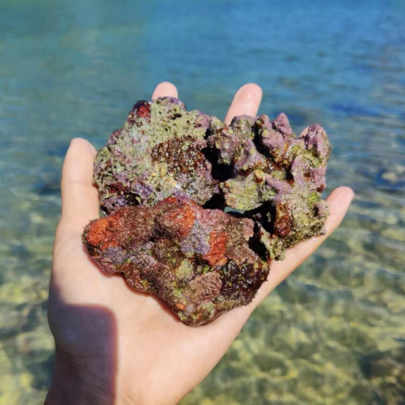 Živi kamen za akvarij — duboko morski ukrasni kamen, filtracijski materijal za ravnotežu kvalitete vode, šifra proizvoda Xy644472629625