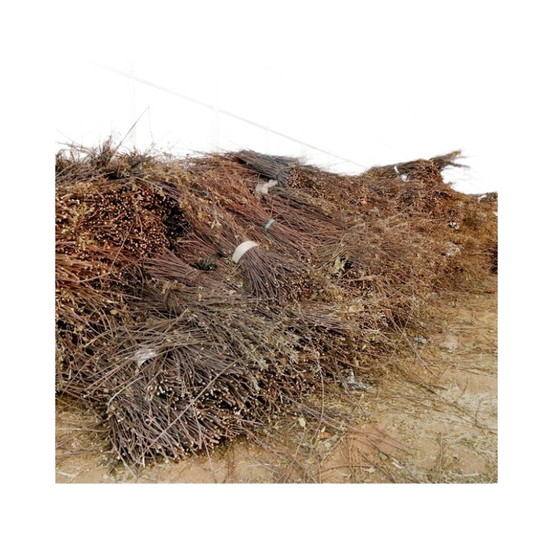 Bețișor de dentiție pentru hamsteri și iepuri – ramură de măr, pentru rozătoare mici – pungă Ziplock