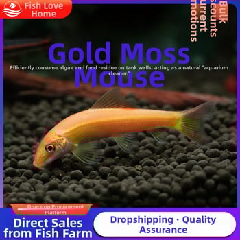 Почистваща риба за аквариум, тропическа декоративна риба, марка Fish love home