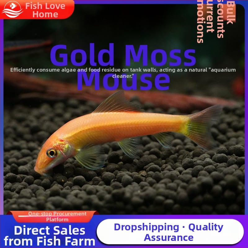 Почистваща риба за аквариум, тропическа декоративна риба, марка Fish love home