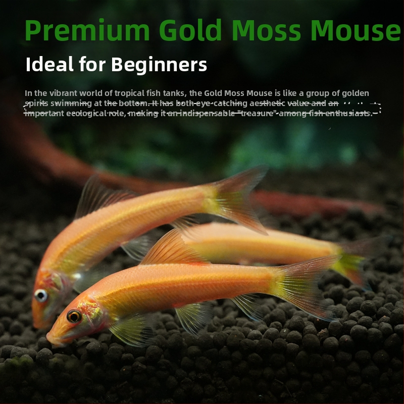 Почистваща риба за аквариум, тропическа декоративна риба, марка Fish love home