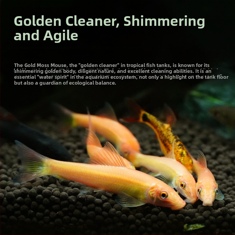 Почистваща риба за аквариум, тропическа декоративна риба, марка Fish love home