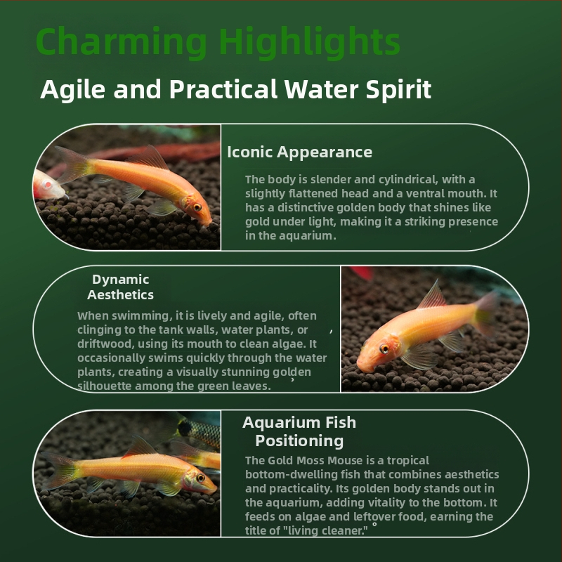 Почистваща риба за аквариум, тропическа декоративна риба, марка Fish love home