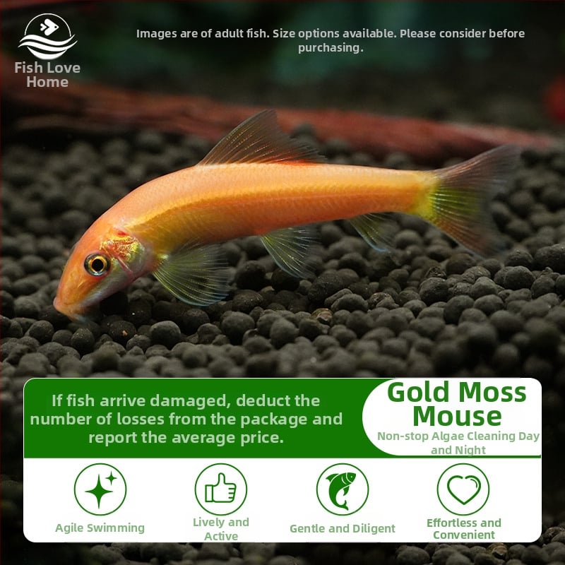 Почистваща риба за аквариум, тропическа декоративна риба, марка Fish love home