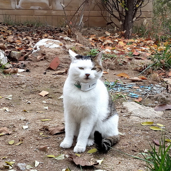 Beidou Tk909 GPS Localizator pentru animale de companie și animale de fermă, cu precizie de 5 m, baterie 72 h, antenă GPS+GSM, alarme vibrații/mobil/gardă, impermeabil