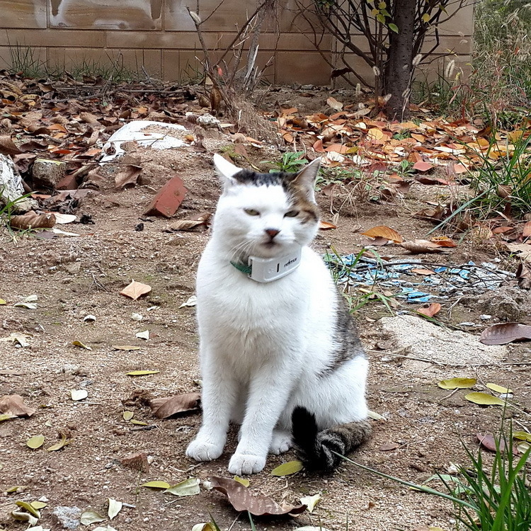 Beidou Tk909 GPS Localizator pentru animale de companie și animale de fermă, cu precizie de 5 m, baterie 72 h, antenă GPS+GSM, alarme vibrații/mobil/gardă, impermeabil