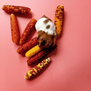 Kukuruzni žvačni snack za male kućne ljubimce (hamsteri, zec, činčila)
