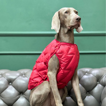 Beou pamučna zimska jakna za kućne ljubimce – Casual stil, odjeća za kućne ljubimce