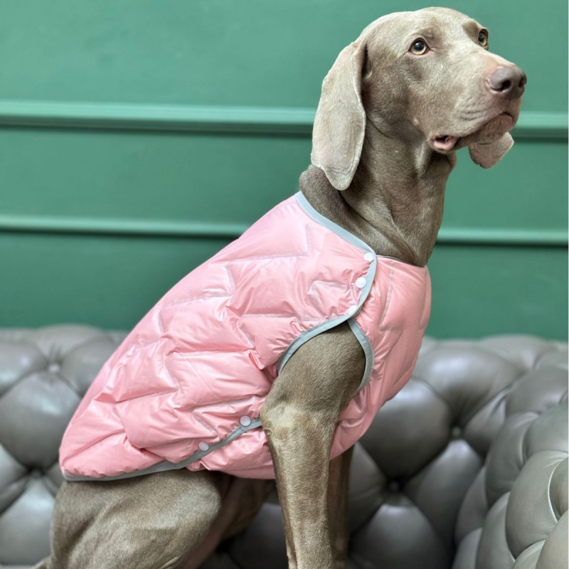 Beou pamučna zimska jakna za kućne ljubimce – Casual stil, odjeća za kućne ljubimce