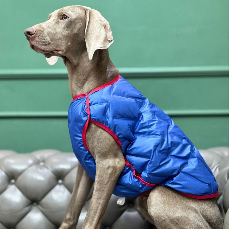 Beou pamučna zimska jakna za kućne ljubimce – Casual stil, odjeća za kućne ljubimce