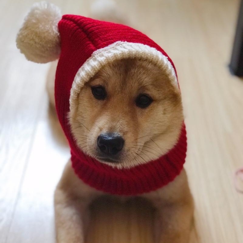 Kapica za kućne ljubimce (za pse i mačke) — uzorak usklađivanja boja; vuna; plosno tkanje; obrada tie-dye; jesen