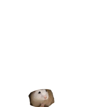 Hamsterova hlađenje posteljina s kukuruznim klasama, ultra-fine čestice, upijajući urin pijesak i deodorirajuće čestice (Materijal: Drugo; Podrijetlo: Drugo; Uvoz: Ne; Kategorija: Hrana za kućne ljubimce)