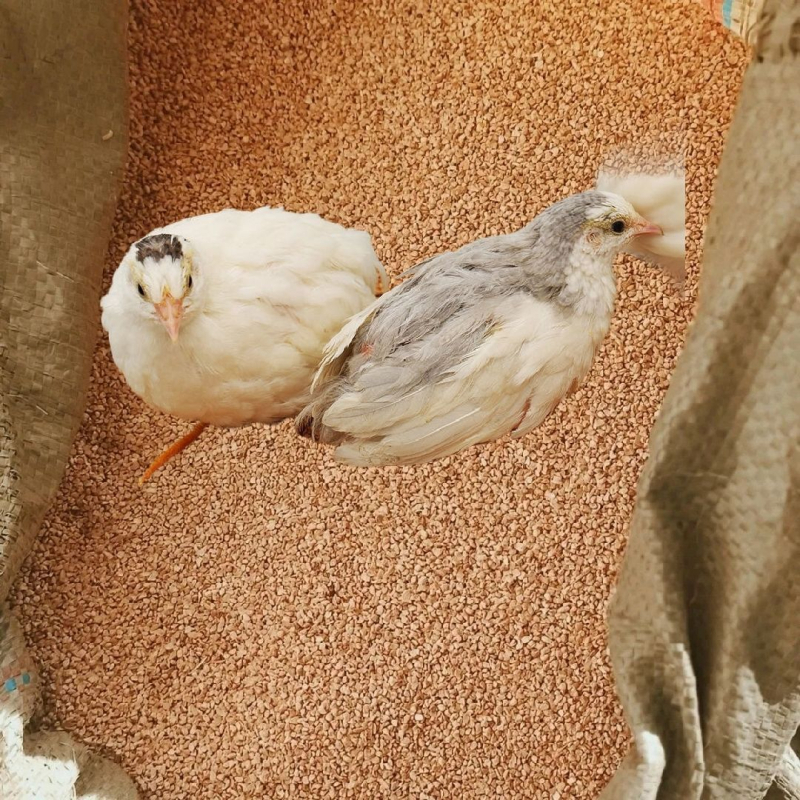 Podloga za kućne ljubimce: orahov pijesak i fermentirani kukuricni pijesak za zečeve, mačke i hamster