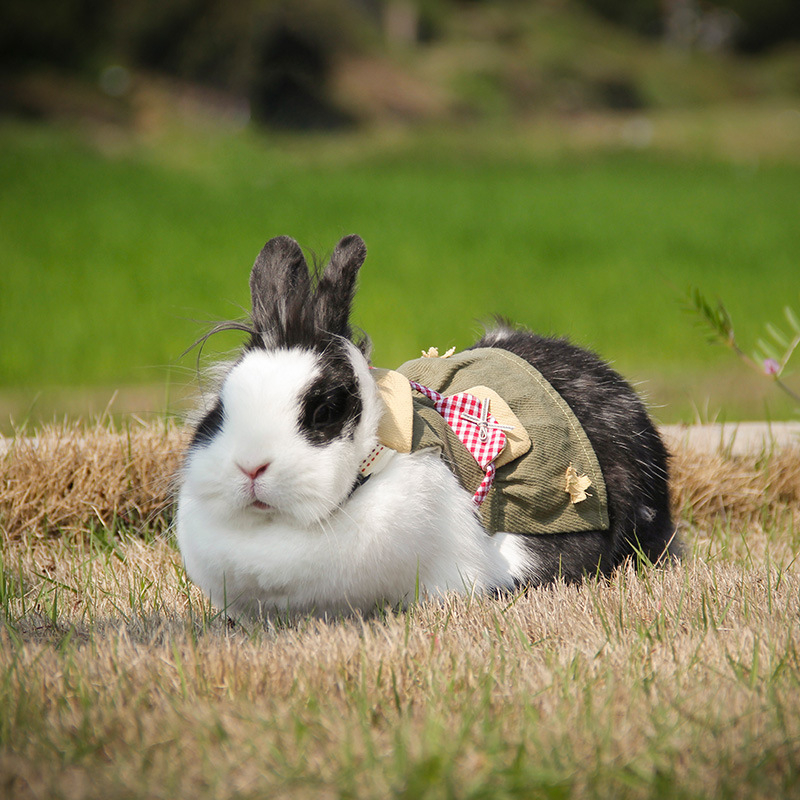 Postroj za morče s vodilicom – pamuk, marka Ji Tsai
