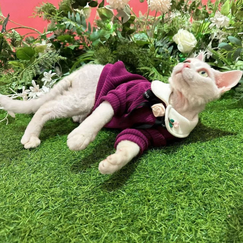 Macska téli ruházat, poliészter, brit stílus, uniszex