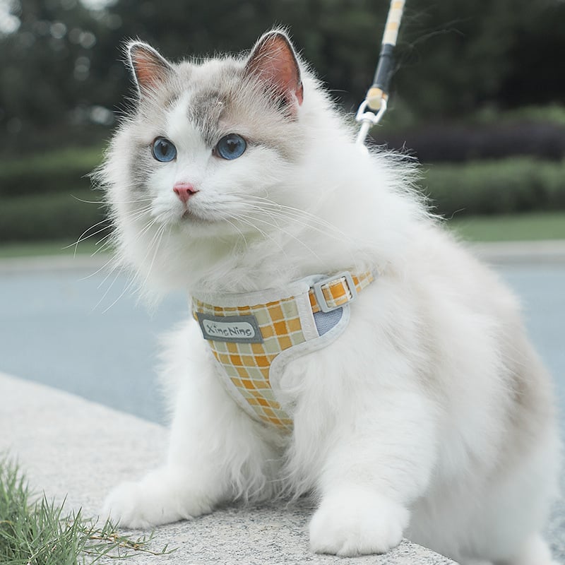 Prsni harnes za male pse s kariranim uzicom