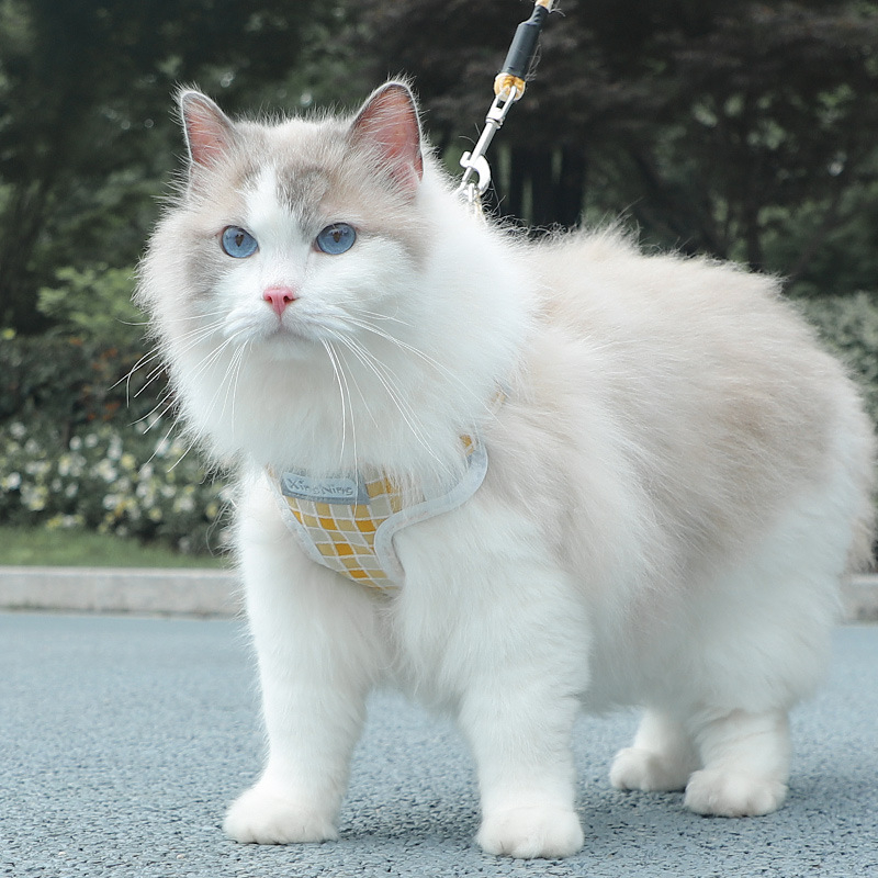 Prsni harnes za male pse s kariranim uzicom