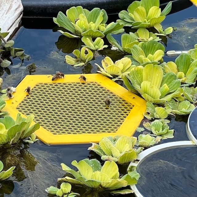 Dodatak vode za pčele za akvarij, plivajući ispisani otok pčela, plastika, automatsko hranjenje, Xinbao, podrijetlo Zhejiang