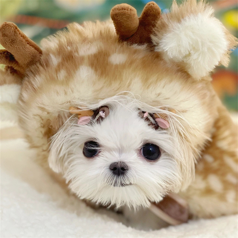 Állatok transzformációs jelmeze: nyuszi plüss köpeny kutyáknak és macskáknak – márka Musical School