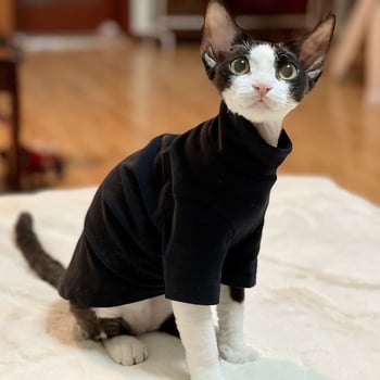 Odjeća za golu mačku – Casual stil, materijal: metal, kategorija: odjeća za kućne ljubimce, broj proizvoda 8635637114112