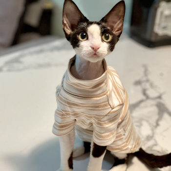 Odjeća za golu mačku – Casual stil, materijal: metal, kategorija: odjeća za kućne ljubimce, broj proizvoda 8635637114112