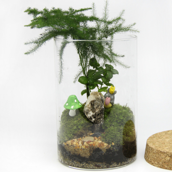 LeVana γυάλινο οικολογικό μπουκάλι για DIY μικροτοπία με βρύα – γυάλι HIGH αντοχής (borosilikát), συσκευασία από χαρτόνι, κατάλληλο για επιτραπέζιο προβολή, δώρο