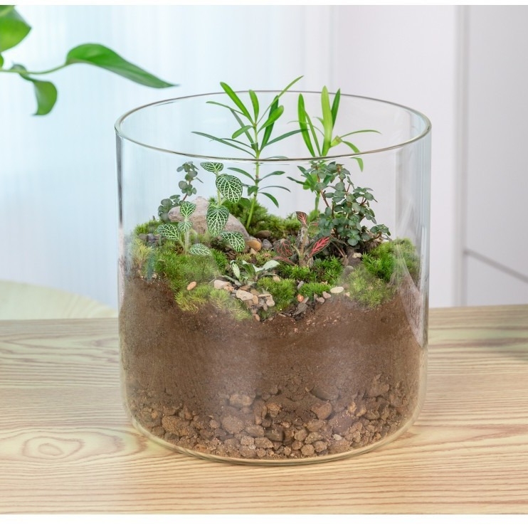 Βάζο από γυαλί υψηλής borosilicate για DIY μικρό τοπίο υδροπονίας — ίσιο γυάλινο δοχείο διακόσμησης σαλονιού
