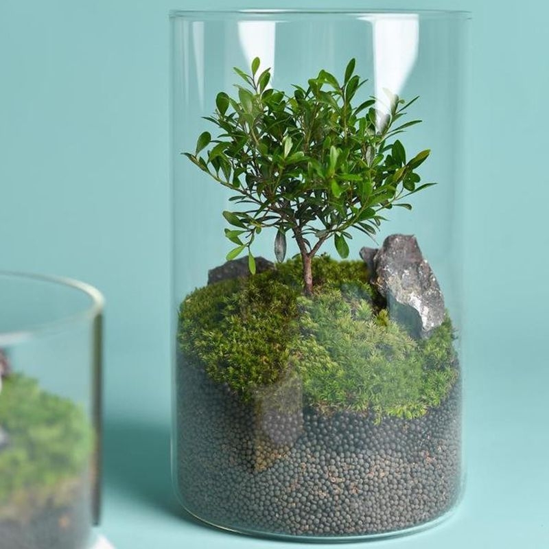 Βάζο από γυαλί υψηλής borosilicate για DIY μικρό τοπίο υδροπονίας — ίσιο γυάλινο δοχείο διακόσμησης σαλονιού