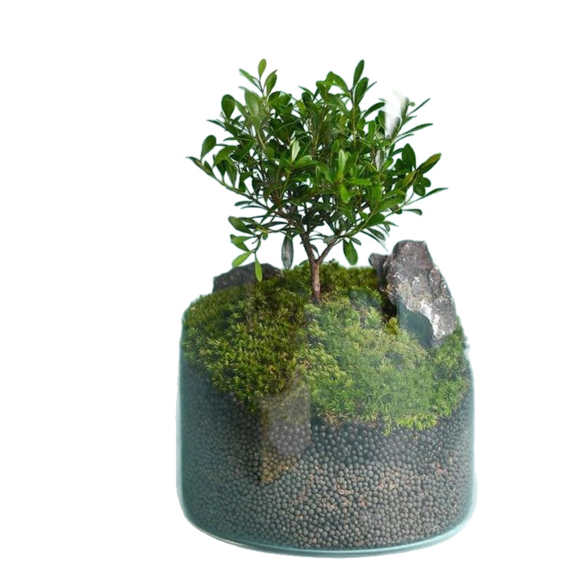 Βάζο από γυαλί υψηλής borosilicate για DIY μικρό τοπίο υδροπονίας — ίσιο γυάλινο δοχείο διακόσμησης σαλονιού