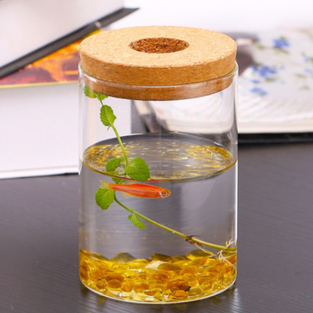 Υδροπονική μικροτοπία φιάλη προβολής από γυαλί υψηλής πυριτίας — επιτραπέζιο διακοσμητικό