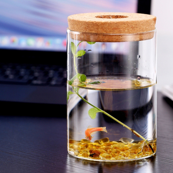 Υδροπονική μικροτοπία φιάλη προβολής από γυαλί υψηλής πυριτίας — επιτραπέζιο διακοσμητικό