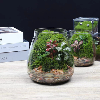 Υδροπονική φιάλη φυτών από γυαλί υψηλής αντοχής, μίνι τοπίο με βρύα, διακοσμητικό DIY δώρο