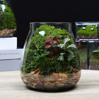 Υδροπονική φιάλη φυτών από γυαλί υψηλής αντοχής, μίνι τοπίο με βρύα, διακοσμητικό DIY δώρο