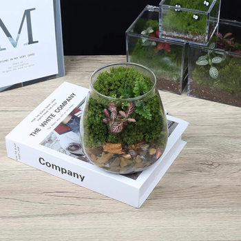 Υδροπονική φιάλη φυτών από γυαλί υψηλής αντοχής, μίνι τοπίο με βρύα, διακοσμητικό DIY δώρο