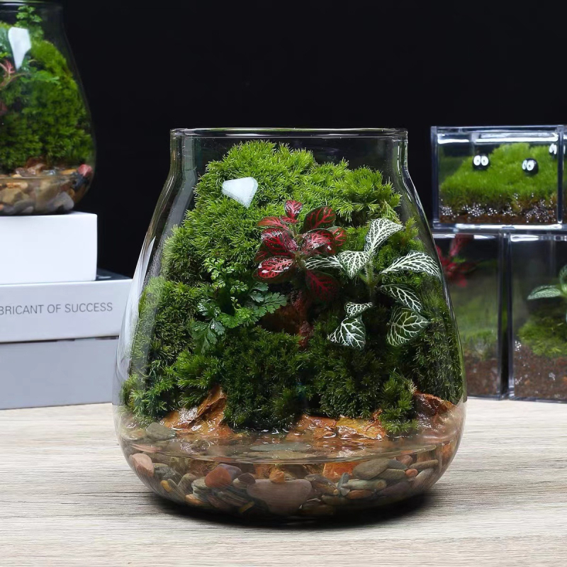 Υδροπονική φιάλη φυτών από γυαλί υψηλής αντοχής, μίνι τοπίο με βρύα, διακοσμητικό DIY δώρο