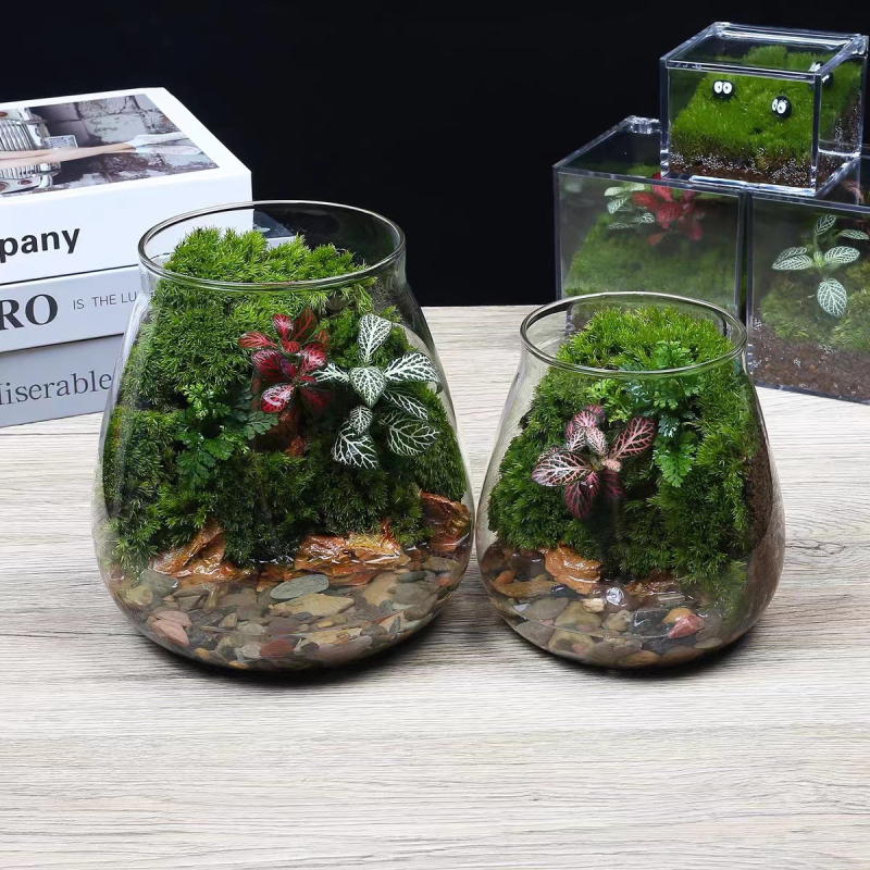 Υδροπονική φιάλη φυτών από γυαλί υψηλής αντοχής, μίνι τοπίο με βρύα, διακοσμητικό DIY δώρο