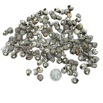 Dekorativni materijal od školjki – prirodni, mediteranski stil; školjke i conch; za drift boce i akvarijske krajolike; Ocean Love