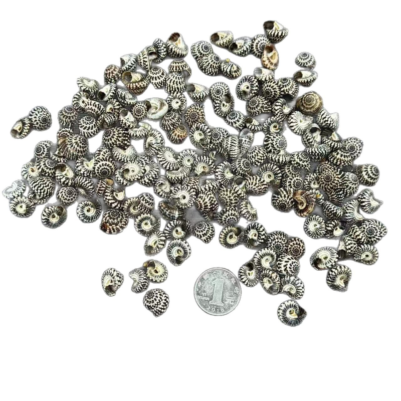 Dekorativni materijal od školjki – prirodni, mediteranski stil; školjke i conch; za drift boce i akvarijske krajolike; Ocean Love