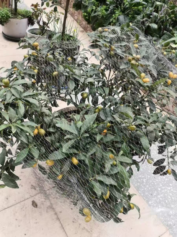 Najlonska mreža za zaštitu voćaka od ptica – mreža za jedno stablo (trešnja, grožđe)